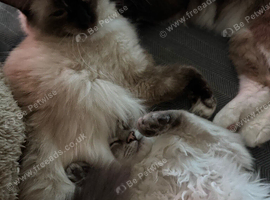 Female ragdoll