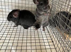 Beautiful 3 Month old, Standard Grey Sisters &pound;90 each