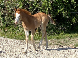 Red roan 2026 Quarter Horse colt