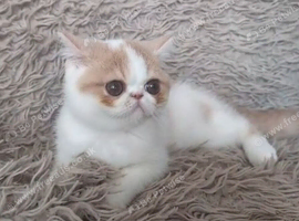 GCCF Female Persian Kitten