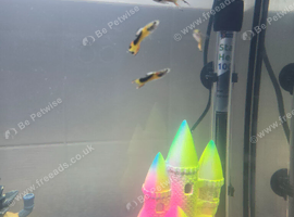 5 small male guppies