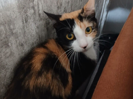 Younge female needs home