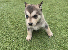 German shepherd x akita