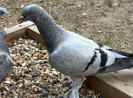 Turkish takla sell