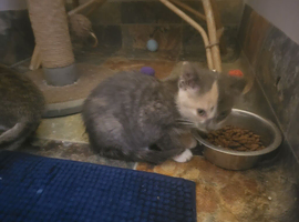 Blue tortoiseshell female kitten