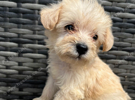 Beautiful f1b schnoodle puppies