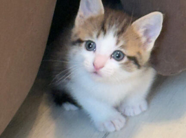 Ragdoll kittens mixed breed