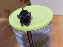 Mice
