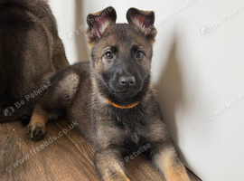 German Shepherd Puppies