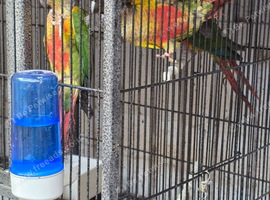 Pineapple Conures