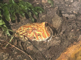 Male Pac-Man Frog With 45x45x45 Bioactive Enclosure