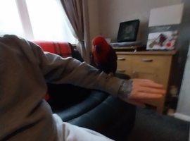 Parrot