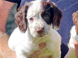 Pup