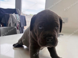 KC Registered Blue Cane Corso Puppies &ndash; Ready Soon