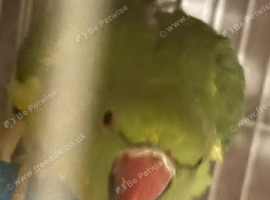Indian ringneck female