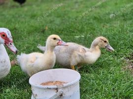 2 muscovy ducklings