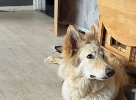 Male white German shepherd