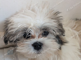 Lhasa apso boys