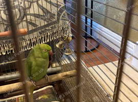 Indian ring neck female i