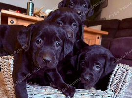 Labrador retrever puppies