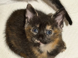 Kitten calico girl ready to