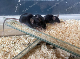 3x male mice