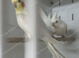 Breeding pair of cockatiels