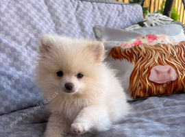 Pomeranian ready now