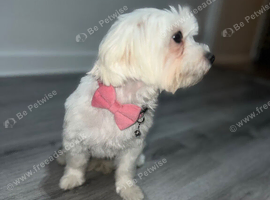 Sale lady bichon