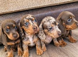 Miniature daschunds pups