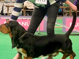 Quality KC Basset puppies