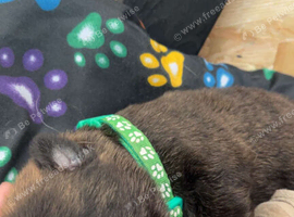 beautiful shepkita puppies