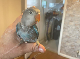Beautiful baby lovebird