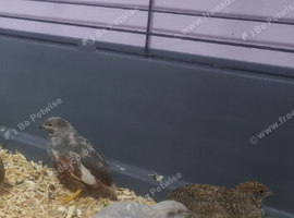 Stunning 7wk old Chinese Painted (Botton Quail)
