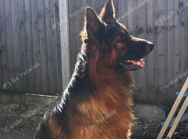 5 year old German shepherd ( Dougie)
