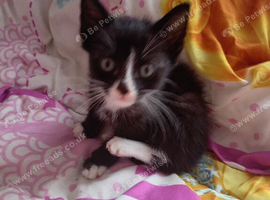female kitten