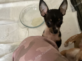 Chihuahuajack puppies for sale
