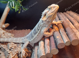 2 year old female beardie and full 4ft viv and stand &pound;350