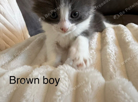 Kittens for their new home