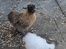Silkies