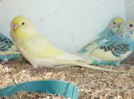 Baby budgies x 10 looking for new homes