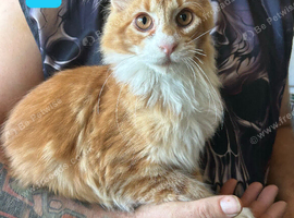 Ginger Maine Coon Boys. Vaccinated