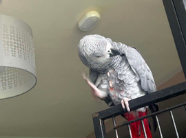 African grey