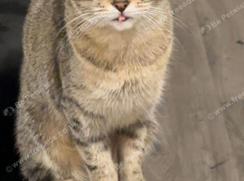 Cat for sale