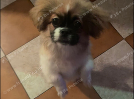 7 month old Shihtzu boy for sale
