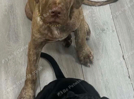 Cane Corso Puppies &ndash; Male & Female Available