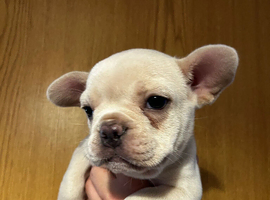 French Bulldog Puppy