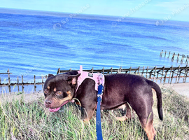 Chocolate pocket bully girl