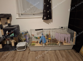 Two female guinea pigs