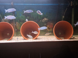 Blue dolphins